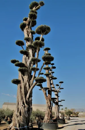 Vivero de olivos de gran altura