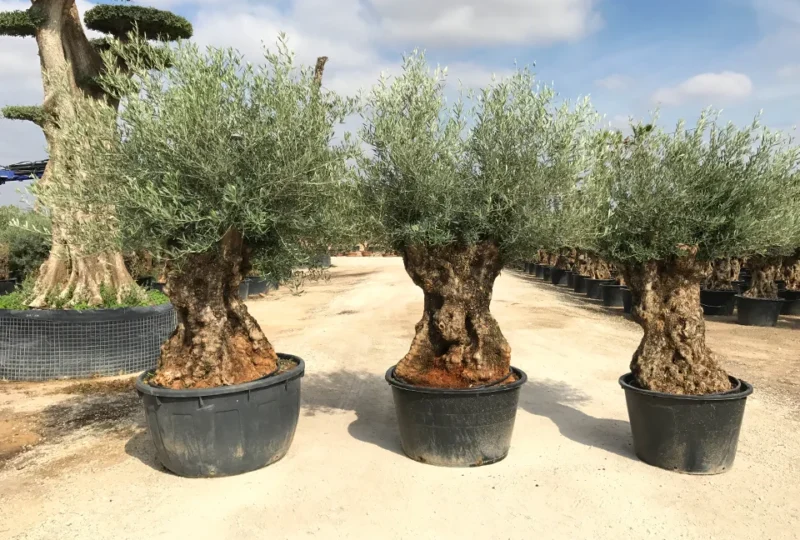 Vivero de olivos ornamentales